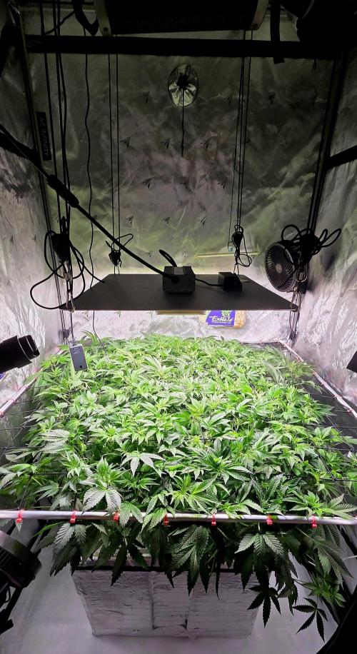 Humboldt DIY DWC. Week 8 - System