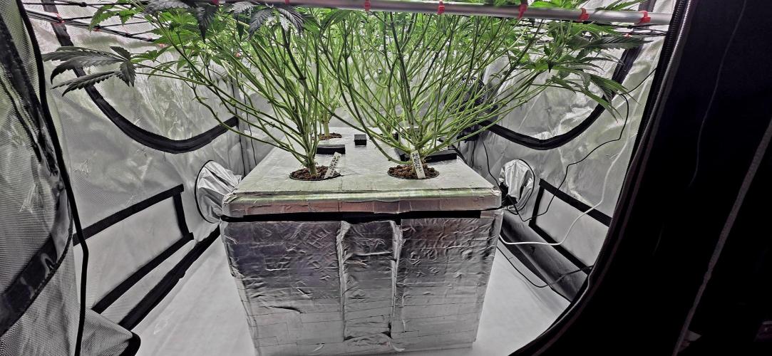 Humboldt DIY DWC. Week 9 - Defo =)