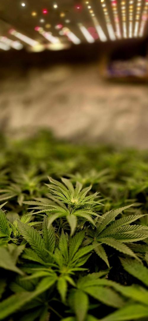 Humboldt DIY DWC. Week 9 - Macro 1 