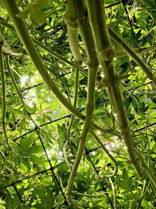 Humboldt DIY DWC. Week 9 - under canopy =)