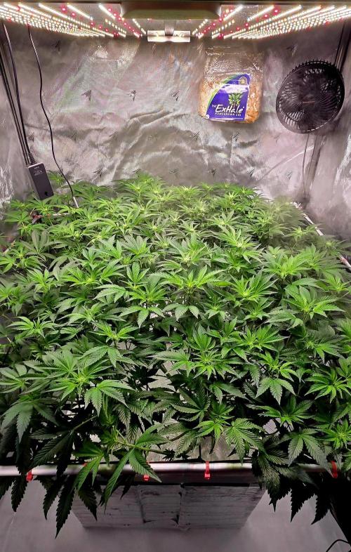 Humboldt DIY DWC. Week 9 - All 4