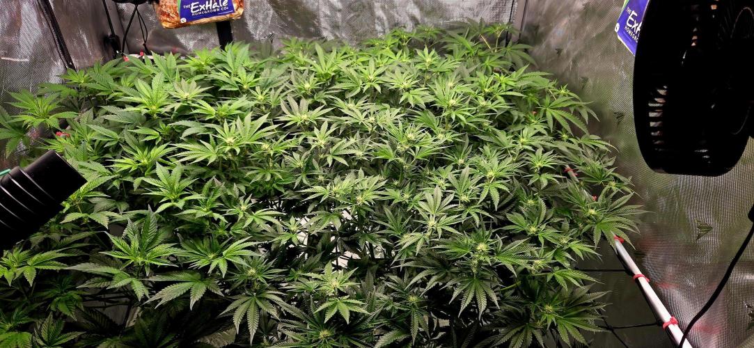 Humboldt DIY DWC. Week 9 - front left Notorious, front right BBCC, back left Guzz, back right Purpz :)