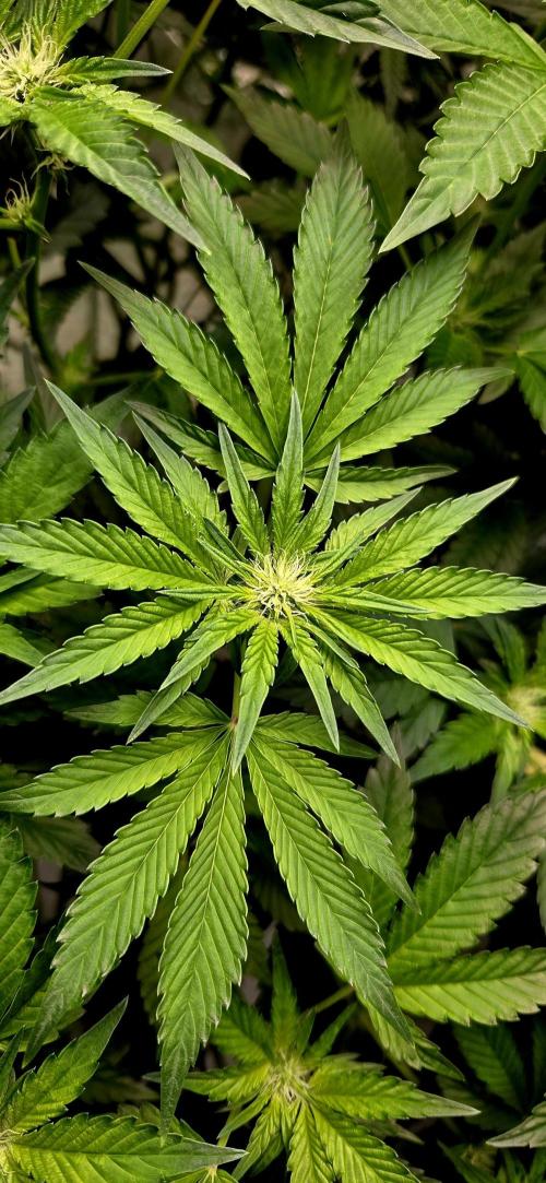 Humboldt DIY DWC. Week 9 - Macro 3 