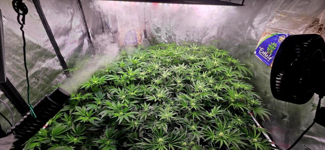 Humboldt DIY DWC. Week 9