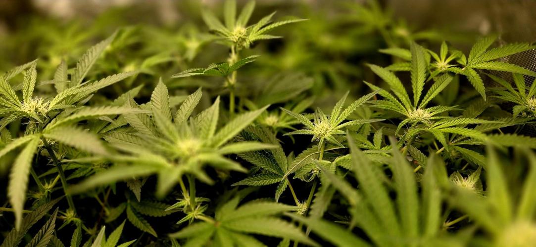 Humboldt DIY DWC. Week 9 - Budsides