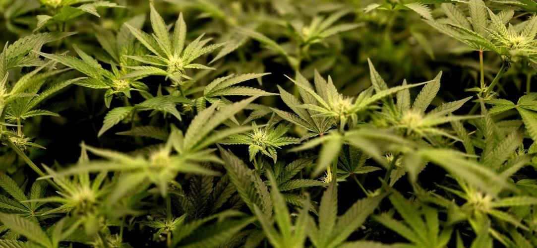 Humboldt DIY DWC. Week 9 - Budsides