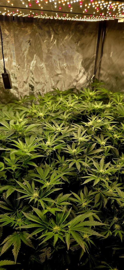 Humboldt DIY DWC. Week 9 - some schmoll buds :D