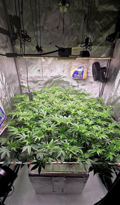 Humboldt DIY DWC. Week 9 - System