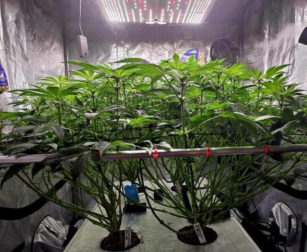 Humboldt DIY DWC. Week 9 - Lined up 