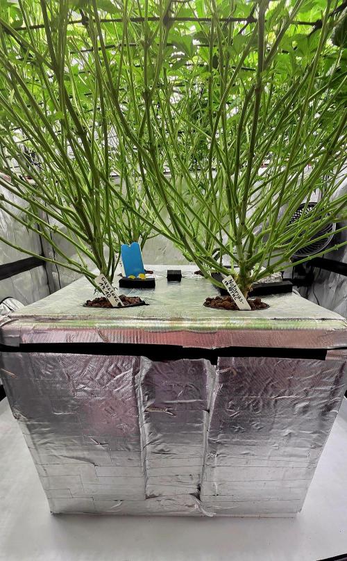 Humboldt DIY DWC. Week 9 - Under Canopy Defo =)