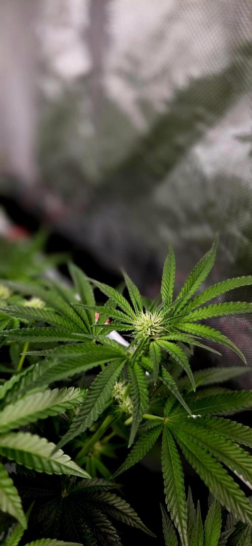 Humboldt DIY DWC. Week 9 - Macro 2