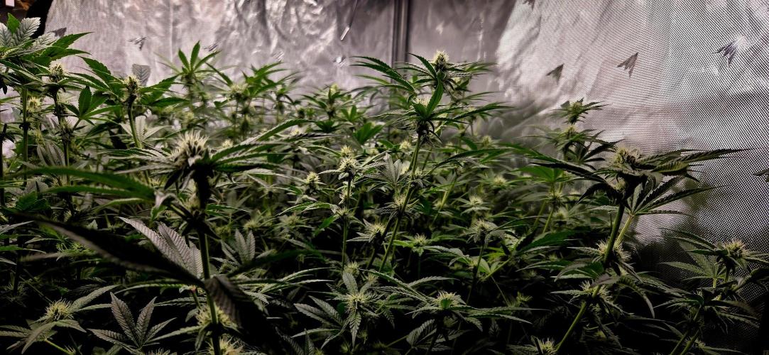 Humboldt DIY DWC. Week 10 - Side View