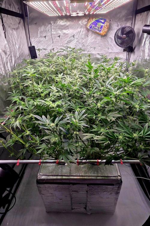 Humboldt DIY DWC. Week 10 - System