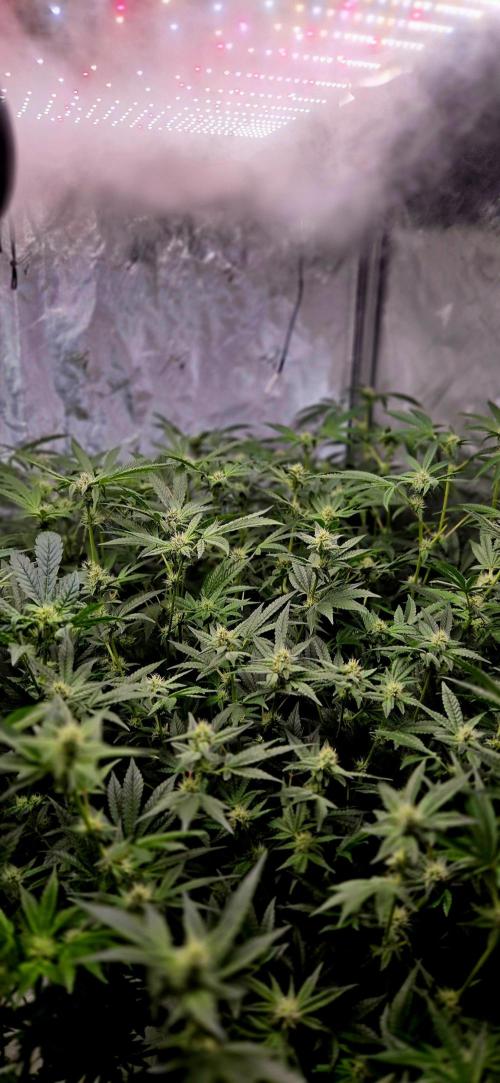 Humboldt DIY DWC. Week 10 - Canopy