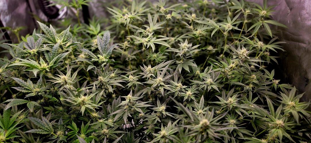 Humboldt DIY DWC. Week 10 - Budsides =D 