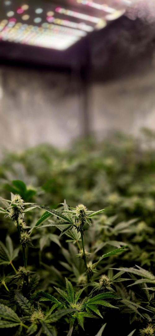 Humboldt DIY DWC. Week 10 - Macro =)