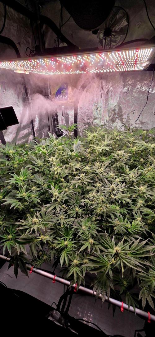 Humboldt DIY DWC. Week 10 - System