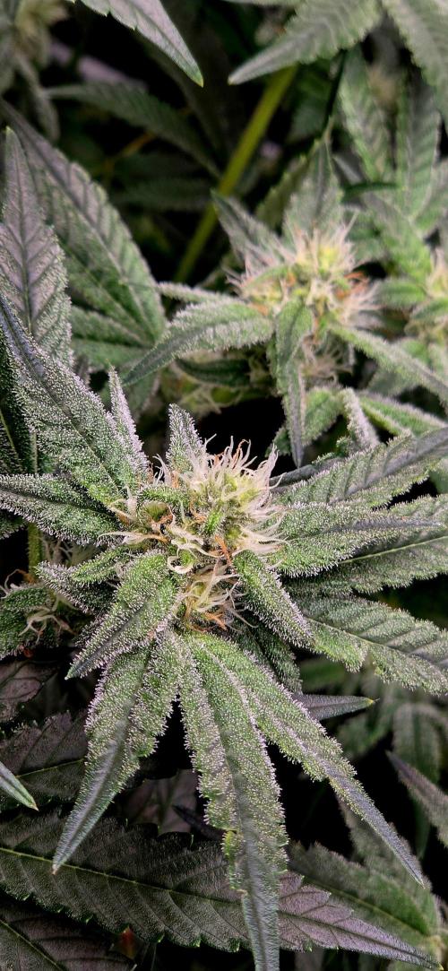 Humboldt DIY DWC. Week 10 - Blueberry Cupcake