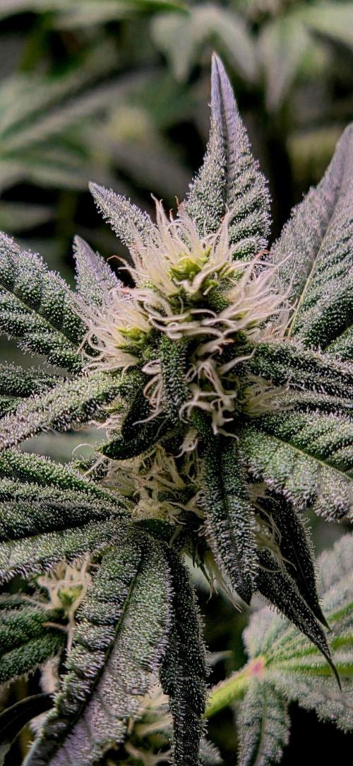 Humboldt DIY DWC. Week 10 - Blueberry Cupcake