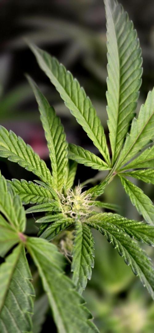 Humboldt DIY DWC. Week 10 - Guzzlerz