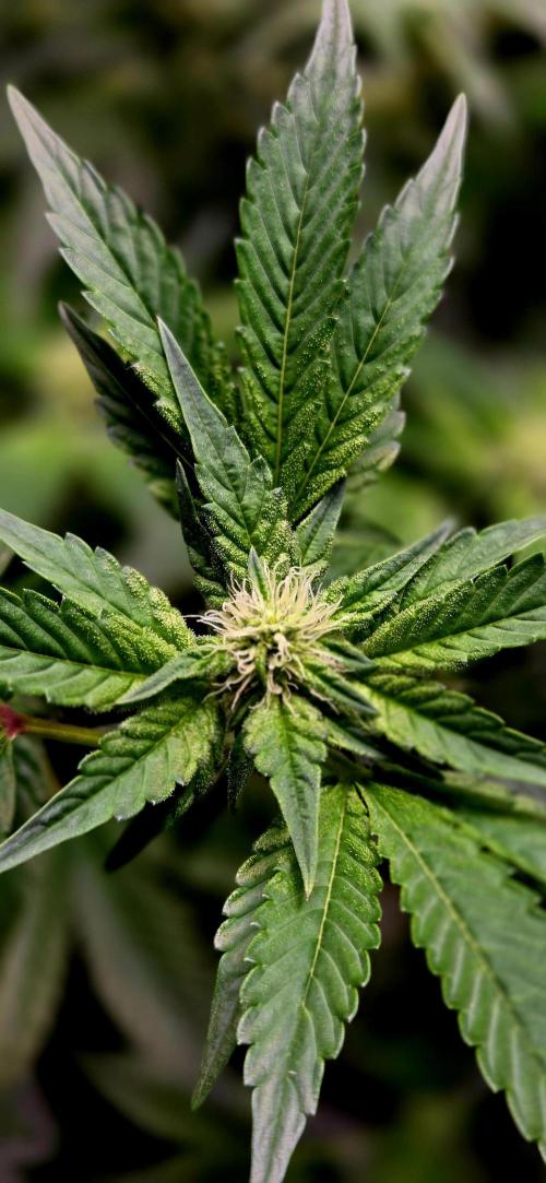 Humboldt DIY DWC. Week 10 - Notorious Thc