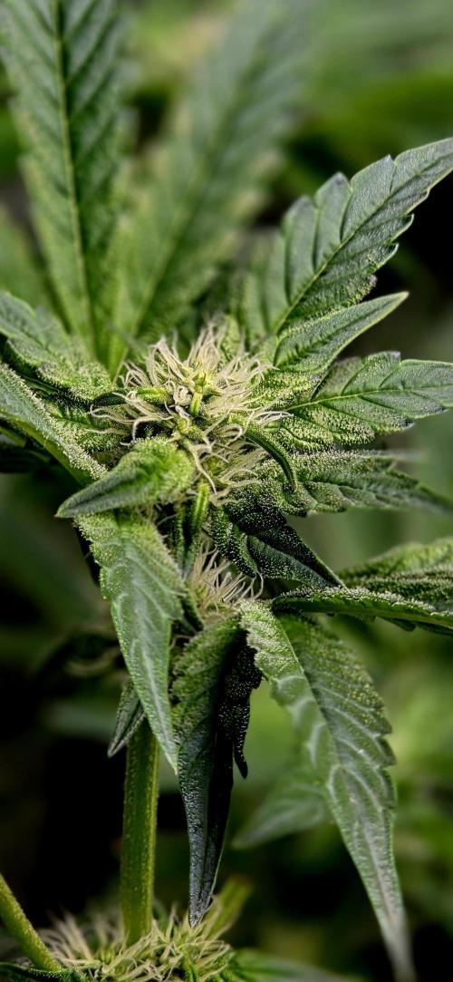 Humboldt DIY DWC. Week 10 - Notorious Thc