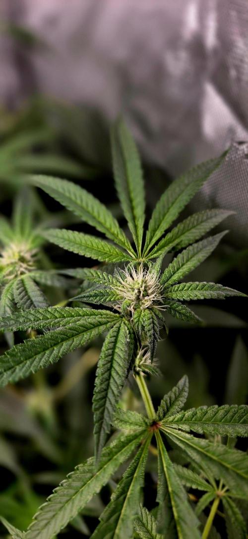 Humboldt DIY DWC. Week 10 - Purpz