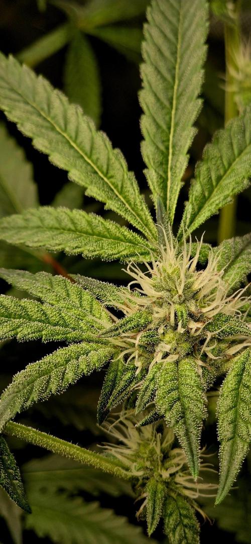 Humboldt DIY DWC. Week 10 - Purpz