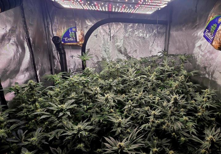 Humboldt DIY DWC. Week 11 - System