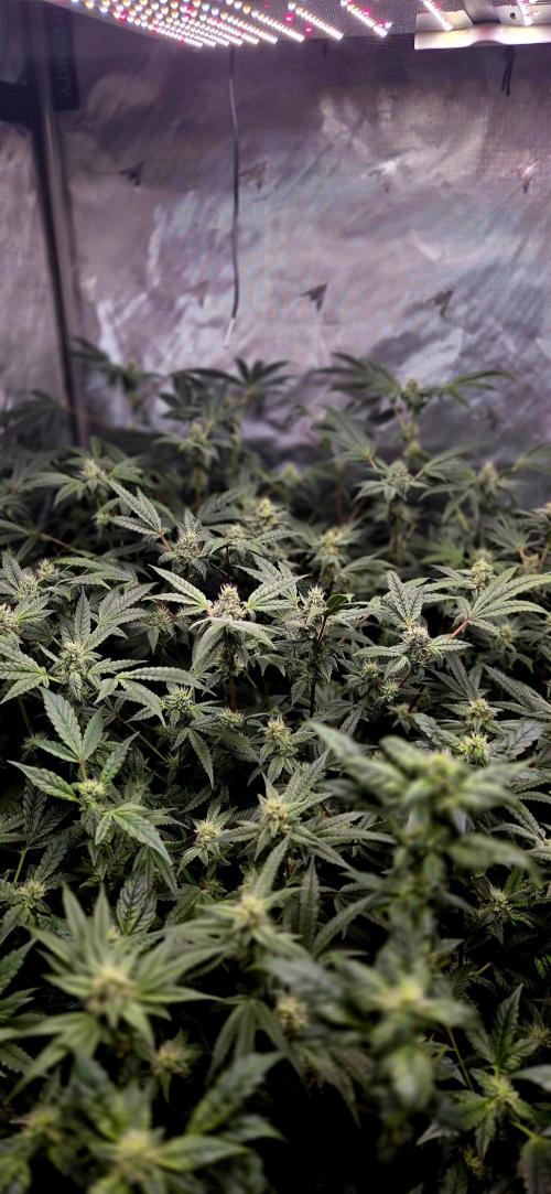 Humboldt DIY DWC. Week 11 - Canopy =)