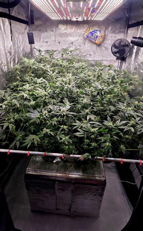 Humboldt DIY DWC. Week 11 - All 4