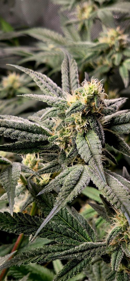 Humboldt DIY DWC. Week 11 - BBCC =)