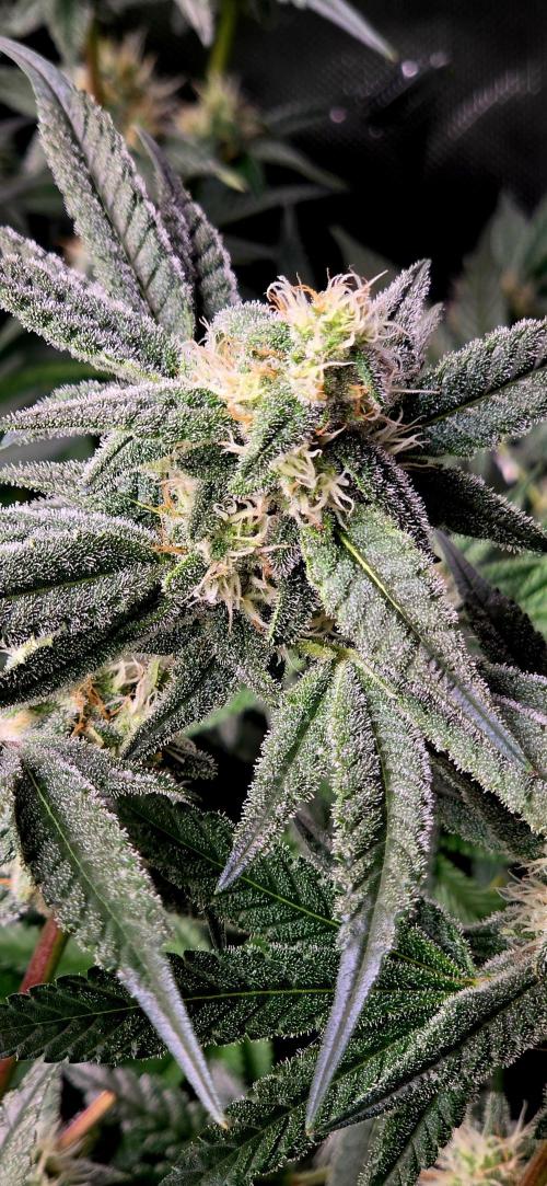 Humboldt DIY DWC. Week 11 - BBCC =)