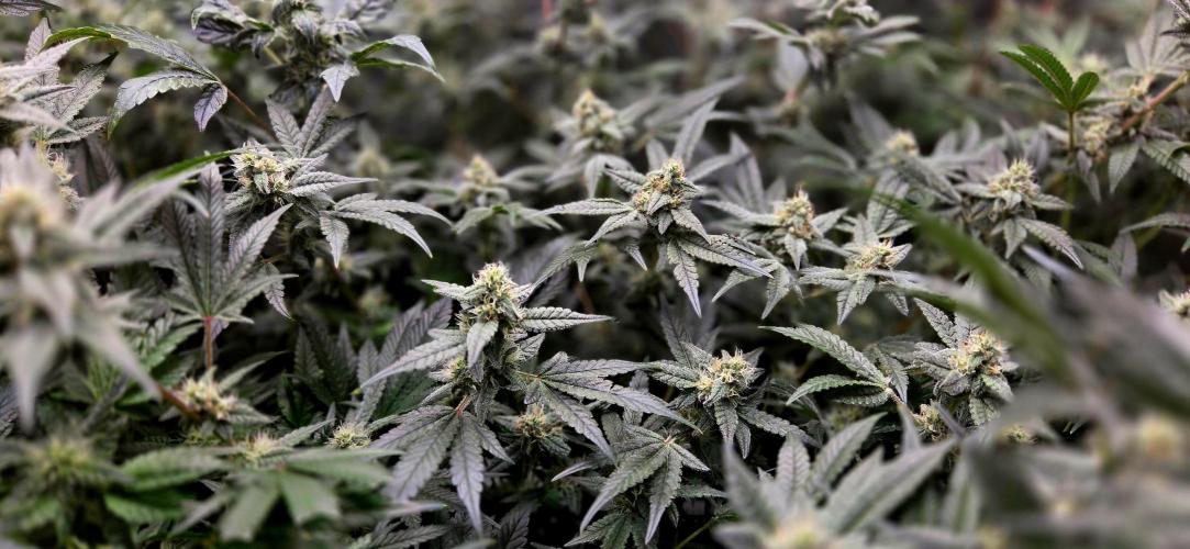 Humboldt DIY DWC. Week 11 - Blueberry Cupcake