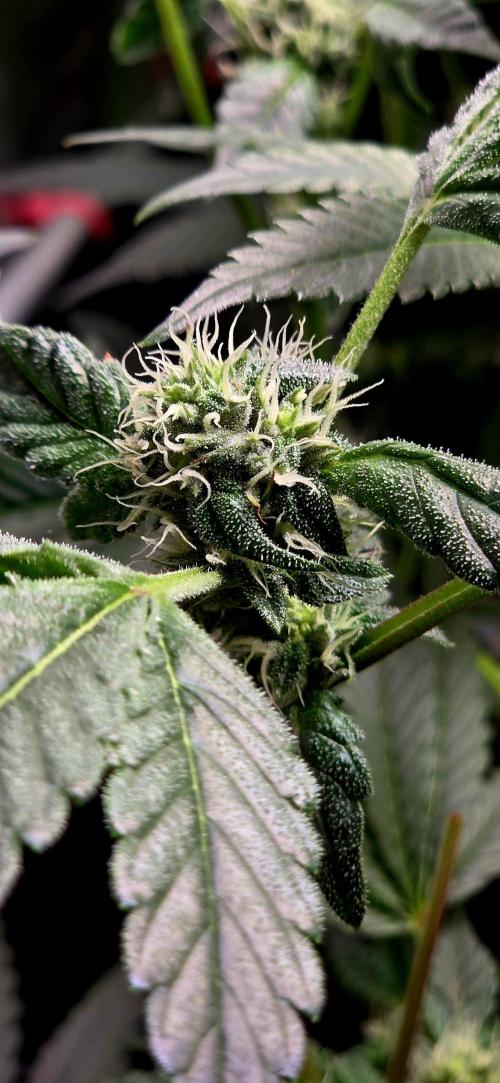 Humboldt DIY DWC. Week 11 - Guzzlerz =)