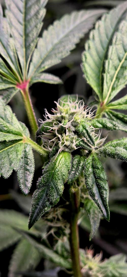 Humboldt DIY DWC. Week 11 - Guzzlerz =)