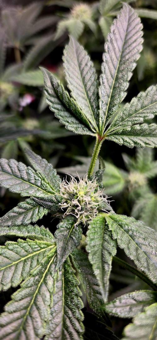 Humboldt DIY DWC. Week 11 - NTHC =)