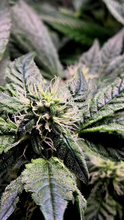 Humboldt DIY DWC. Week 11 - NTHC =) 