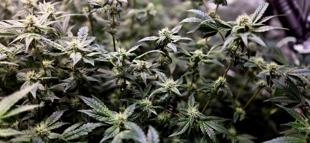 Humboldt DIY DWC. Week 11 - Notorious THC