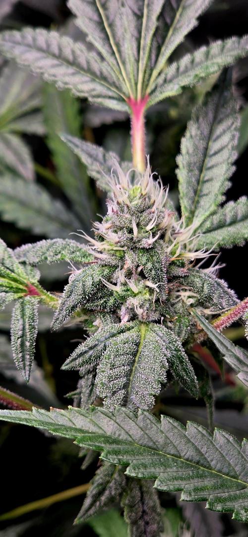 Humboldt DIY DWC. Week 11 - Purpz =)