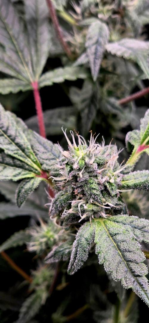 Humboldt DIY DWC. Week 11 - Purpz =)