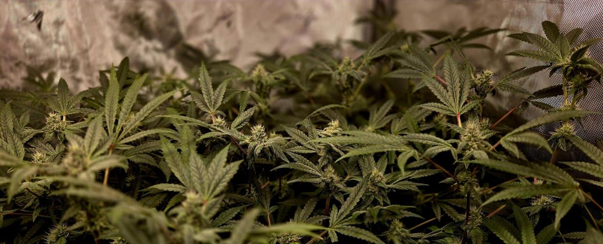 Humboldt DIY DWC. Week 11 - Purpz