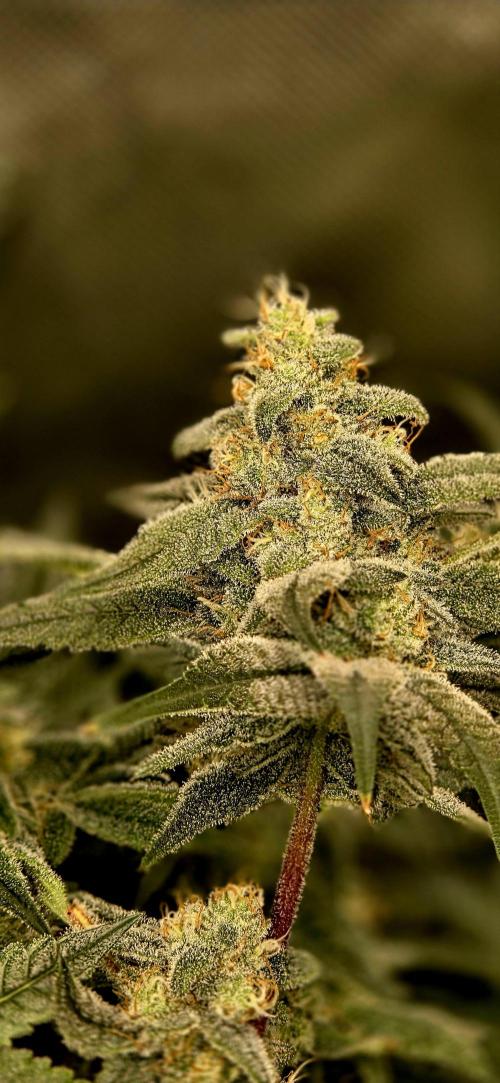 Humboldt DIY DWC. Week 12 - BBCC =)