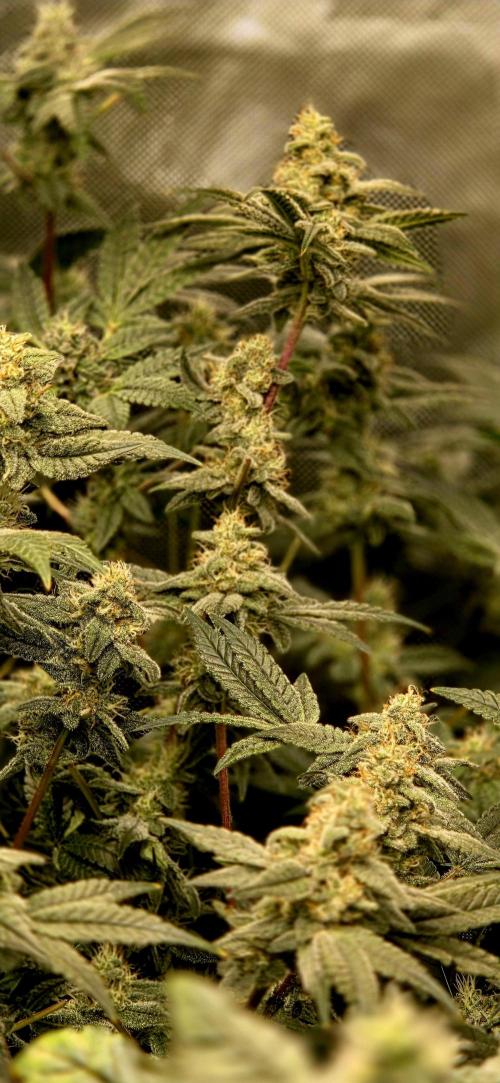 Humboldt DIY DWC. Week 12 - Blueberry Cupcake