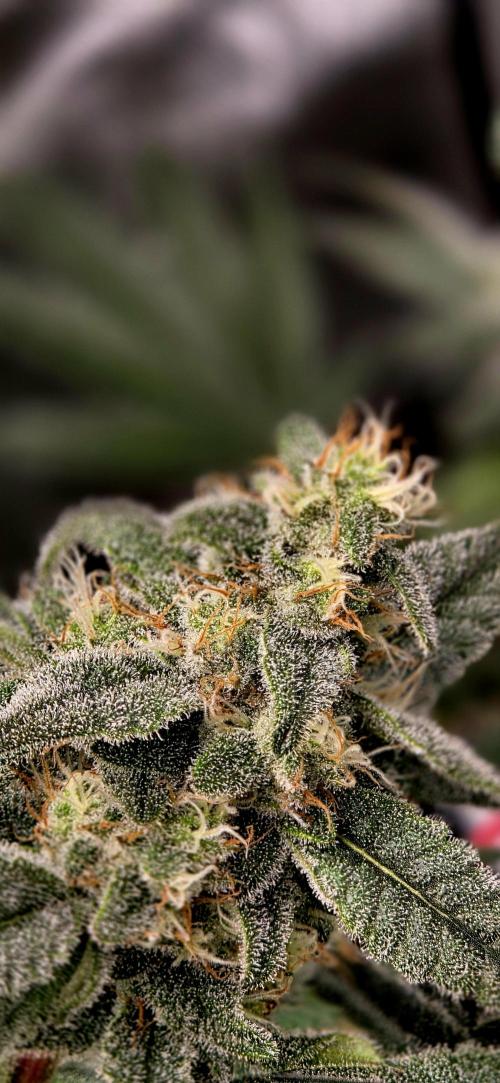 Humboldt DIY DWC. Week 12 - BBCC =)