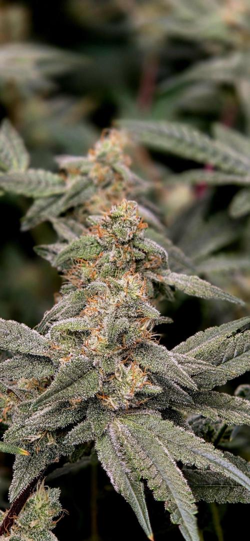 Humboldt DIY DWC. Week 12 - Blueberry Cupcake