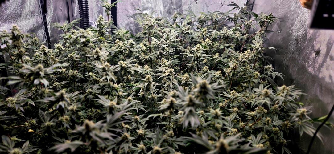 Humboldt DIY DWC. Week 12 - Canopy