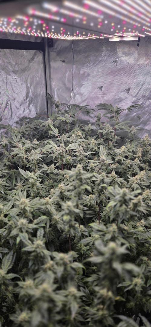 Humboldt DIY DWC. Week 12 - Canopy