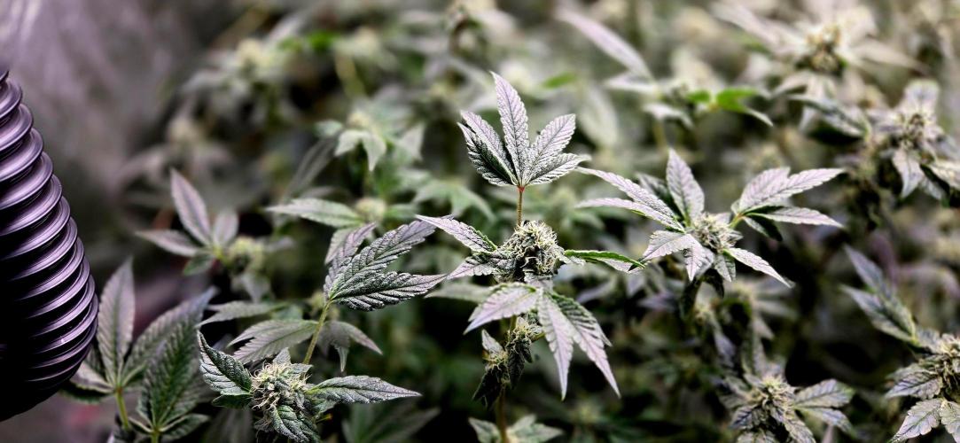 Humboldt DIY DWC. Week 12 - Guzzlerz