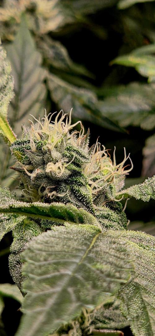 Humboldt DIY DWC. Week 12 - Guzzlerz =)